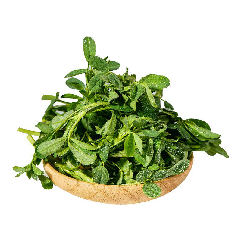 新鲜现摘苜蓿菜头茬正宗蔬菜当季食用山野菜苜蓿芽苜蓿草只摘嫩头