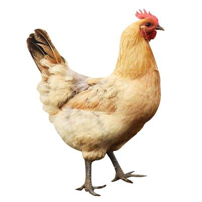 土鸡冷链老母鸡百食轩煲汤