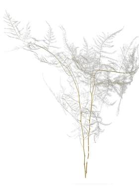 天然文竹永生花装饰品干花插花