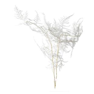 永生文竹白色干花干枝高级感真花森系梦幻客厅装饰品摆件场景布置