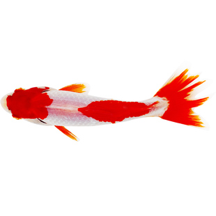 日本和金金鱼蝶尾观赏鱼锦鲤淡水鱼冷水鱼双尾金鱼好养耐活懒人鱼