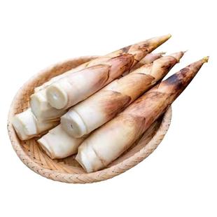 春笋鲜竹笋雷公笋现挖嫩笋临安天目山雷笋尖野生小笋冬笋新鲜蔬菜