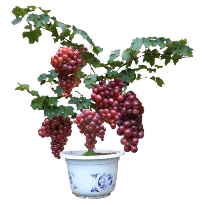 晴王阳光玫瑰葡萄苗南方种植