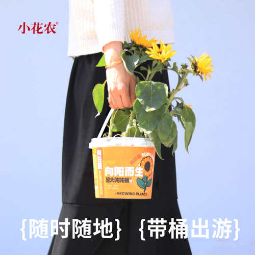 儿童种植超大吨吨桶办公室绿植创意小盆栽室内桌面植物迷你向日葵