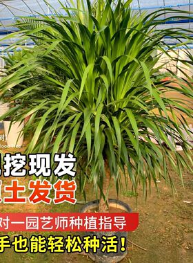 龙须树盆栽大型客厅多头绿植办公室内龙血树造型小苗带土老桩盆景