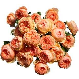 天狼月季真宙多季开抗病可藤可灌强香月季盆栽苗