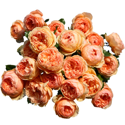 天狼月季/蔷薇/玫瑰可藤可灌强香