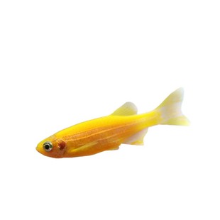 鱼官儿红斑马淡水大尺寸彩色斑马荧光斑马蝶翼长鳍长尾斑马好养鱼