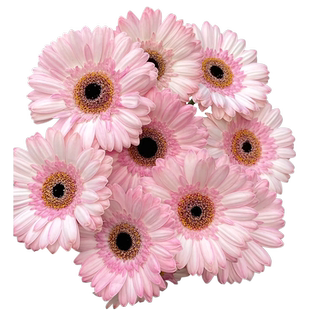 花彩姬小菊花纸鳞托菊盆栽阳台菊花苗切花菊科花卉植物耐寒花期长