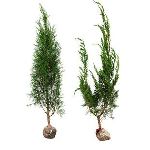 龙柏球别墅小区龙柏绿篱龙柏庭院花境植物耐寒清明墓地松柏苗盆栽