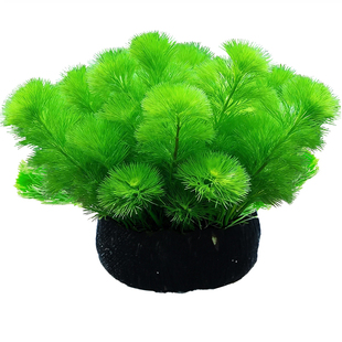 绿菊水草植物鱼缸造景真草缸净化造氧套餐草蜈蚣草定植沉底无菌