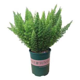 狐尾天门冬盆栽好养易活多年生绿植室内外吸甲醛常绿武竹网红植物