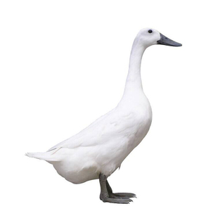 连城白鹜鸭老鸭子整只农家散养土鸭老鸭汤现杀新鲜生鸭2年福建连