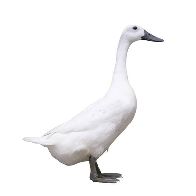 一整只现杀的新鲜土鸭