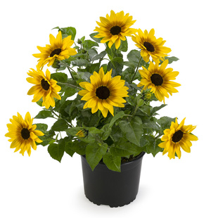 矮生向日葵盆栽花苗成品带花 光辉岁月庭院阳台花卉美观2盆包邮