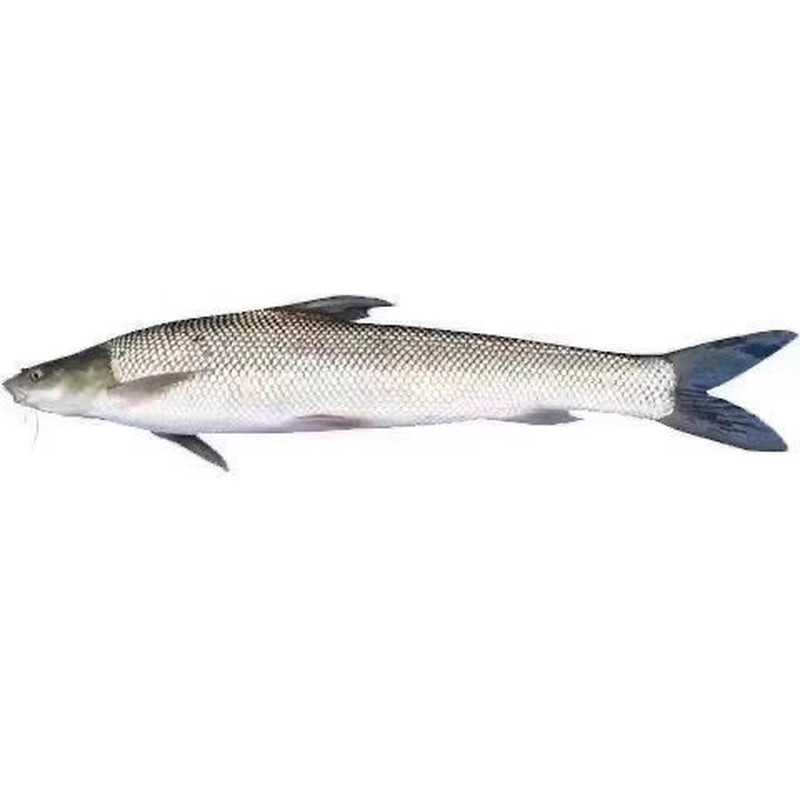 精选银鳕鱼苗淡水养殖大鳞鲃鱼苗食用团头鲂银鳕鱼苗大头亮鲃鱼苗