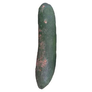 炮弹冬瓜种子广东青皮冬瓜种籽特大巨型黑皮春秋春季四季蔬菜种孑