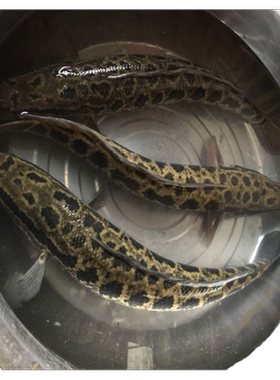 特大黑鱼苗淡水好养殖活体乌鳢苗