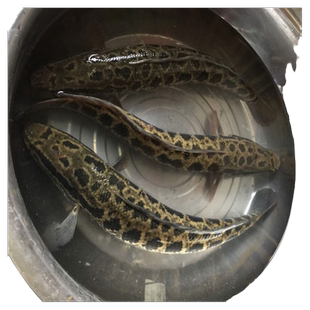 特大黑鱼苗淡水活体乌鳢苗杂交小黑鱼塘养殖鱼缸观赏财鱼苗乌鱼苗