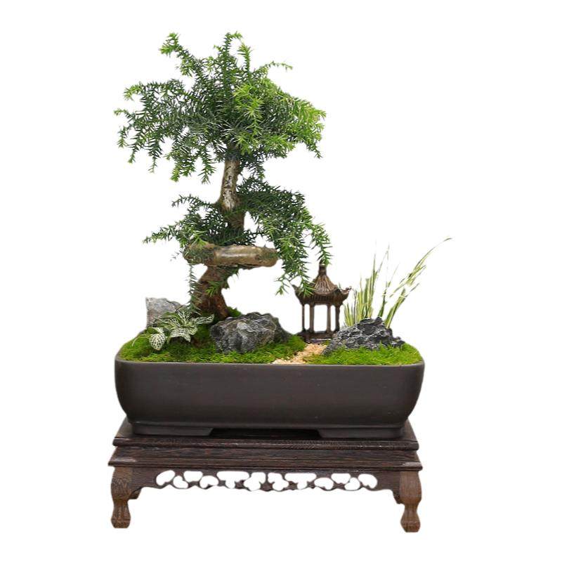 澳洲杉盆景老桩四季常青
