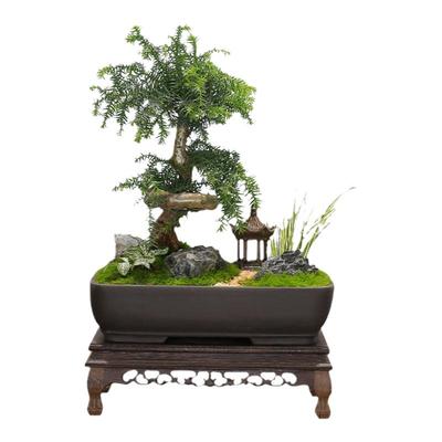 澳洲杉盆景老桩四季常青