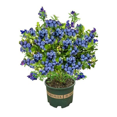四季蓝莓树果苗盆栽带花带果