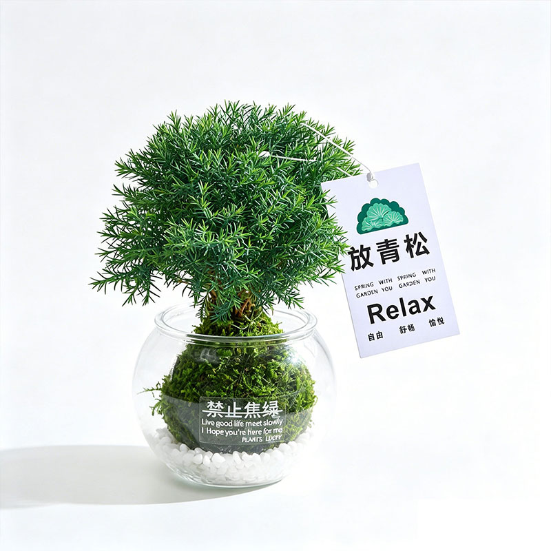 【放青松】雾凇苔藓球办公室内客厅创意工位绿植懒人好养桌面摆件