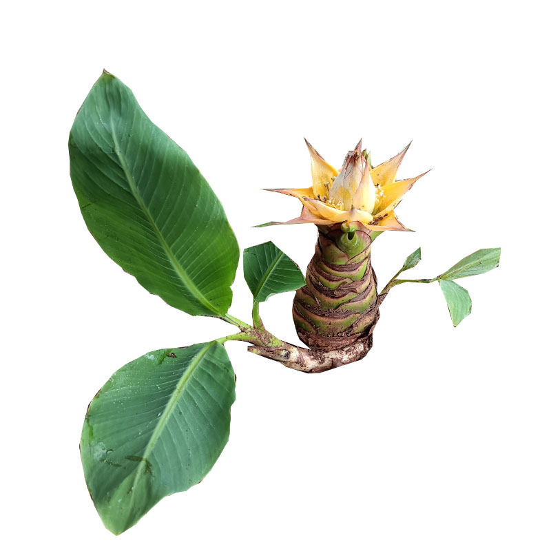 云南特产地涌金莲莲花 地方特色花卉 绿植包活  莲花盆景