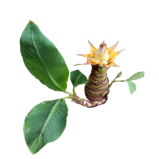 云南特产地涌金莲莲花 地方特色花卉 绿植包活 莲花盆景
