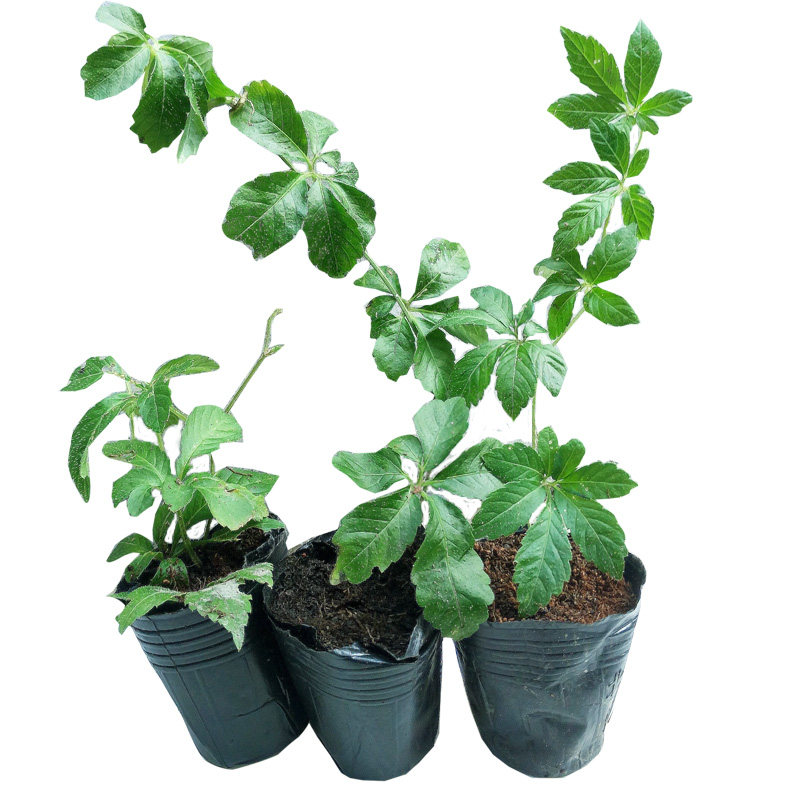 五叶绞股蓝种子种苗25公分2株正宗野生七叶胆九叶龙须草药用盆景