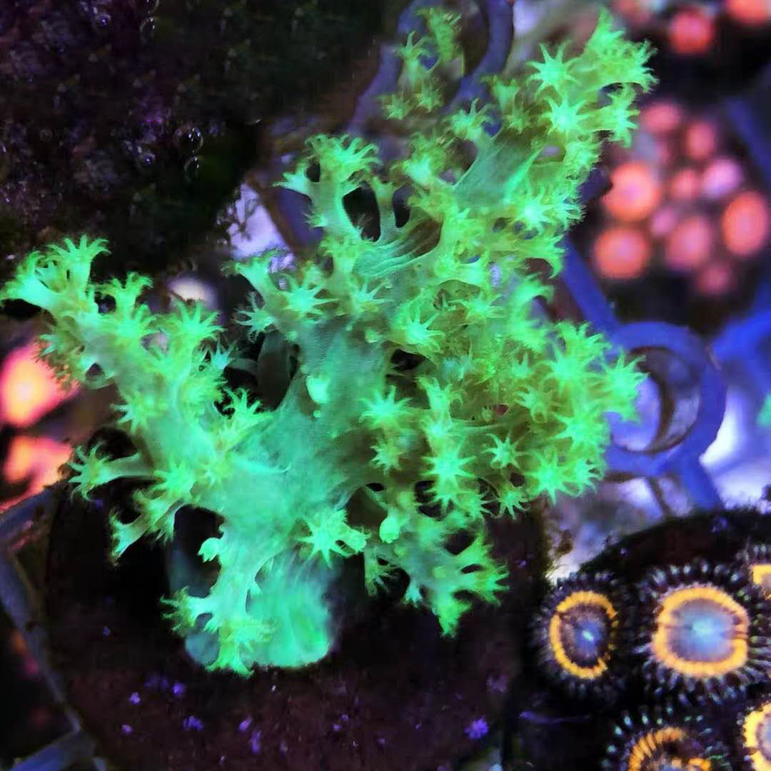 万鱼来朝闪千手珊瑚荧光绿圣诞树大手星花麦穗海水软体珊瑚小丑鱼
