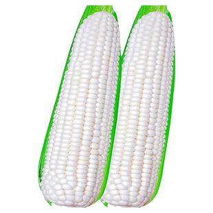 超甜水果玉米种子大全鲜食黄甜糯玉米种籽四季黑甜糯白甜糯彩甜糯