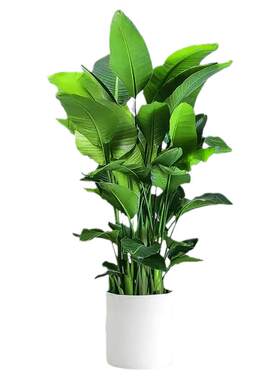 天堂鸟大型客厅绿植盆栽摆件办公室内大叶植物四季真花卉鹤望兰花