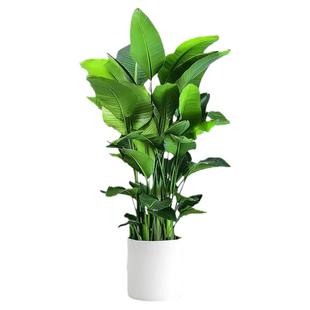 天堂鸟大型客厅绿植盆栽摆件办公室内大叶植物四季真花卉鹤望兰花