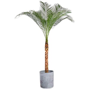 针葵大型室内外热带绿植盆栽好养