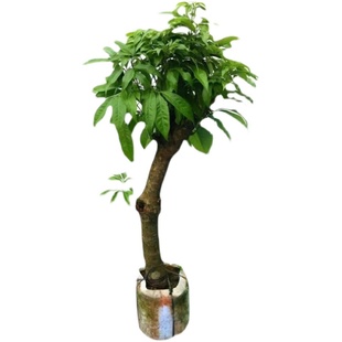 高压荔枝苗树桩荔枝树圈枝大苗妃子笑桂味仙进奉无核果树当年结果