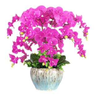 蝴蝶兰花苗盆栽带花苞带花剑兰花大苗客厅室内植物花卉四季好养活