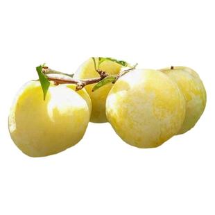 蜂糖李子树苗嫁接特大晚熟脱骨青脆李子果树苗南北方种三华李树苗