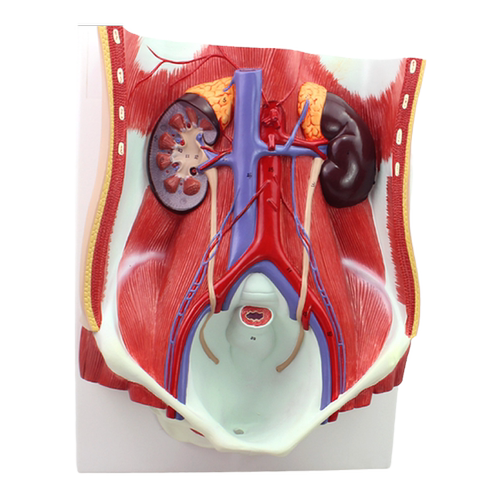 ENOVO颐诺医学人体泌尿系统模型 腹腔后壁肾脏膀胱腹腔器官AI医学数据解剖结构医疗教学生殖标本男女泌尿系统