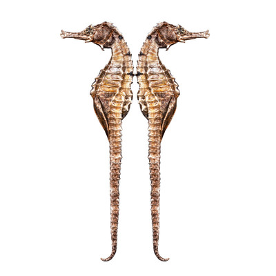 超大个体海马精选炖汤泡酒佳品