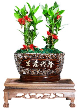 节节高富贵竹植物客厅转运绿植盆栽办公室内桌面好养盆景四季常青
