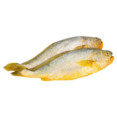 大黄鱼鲜活速冻大黄花鱼海捕海鱼