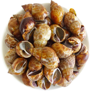 花螺新鲜鲜活冷冻特大海螺超大东风螺泥螺海鲜水产商用捞汁包邮