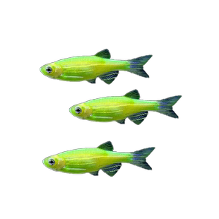 大号斑马鱼热带观赏鱼孔雀鱼灯科红绿灯鱼小型活鱼水鱼淡水好养