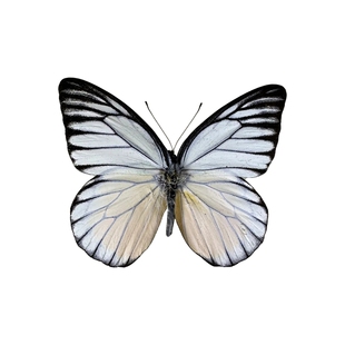 真蝴蝶原蝶红肩锯粉蝶未展翅蝴蝶标本制作diy手工材料A1/A-品质