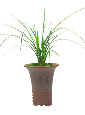 绿植心心相印经典细叶冬季兰花苗