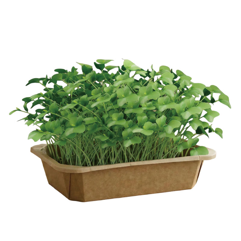 次抛便捷款可食用水培芽苗菜套装