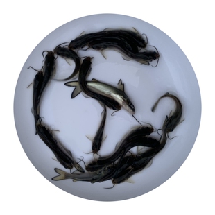 斑点叉尾鮰鱼苗回鱼钳鱼种大型鱼苗沟鲶鱼江团鱼养殖活体淡水鱼苗