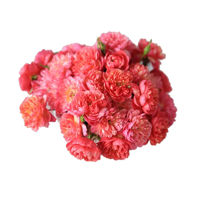 丨超级微型月季合集丨