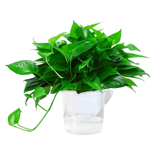 新房装修 去异味甲醛 大绿萝批发盆栽室内植物水培绿植绿箩长藤